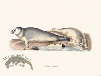 Cuvier 418 Harbor Seal